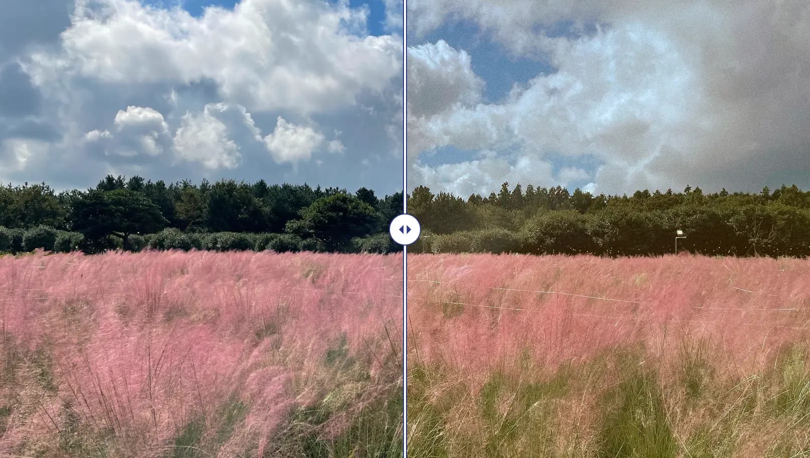 A field of pink muhly grass under a cloudy sky, split by the tool's compare slider: untouched on the left, warmer and grainier on the right